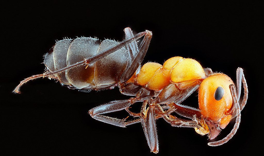 Ant Control service in Santa Clara, CA
