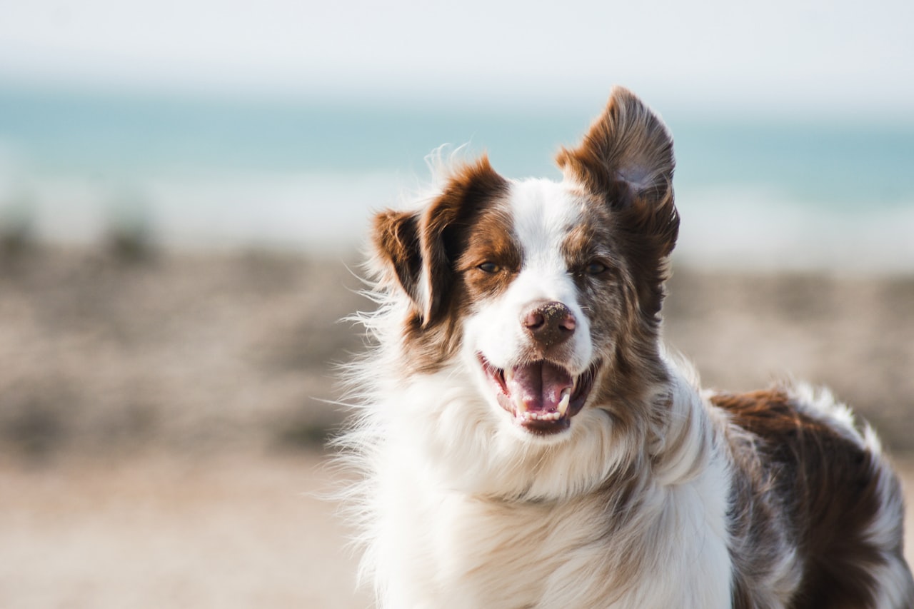 Flea & Tick Control service in Santa Clara, CA