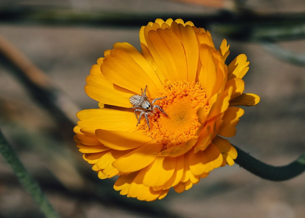 Spider Control service in Santa Clara, CA